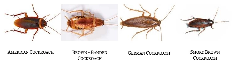 Cockroaches types