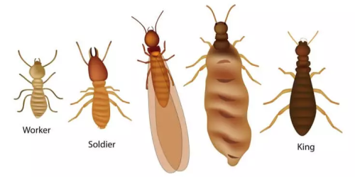 What-Do-Termites-Look-Like What-Do-Termites-Look-Like