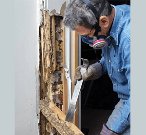 complete-termite complete-termite