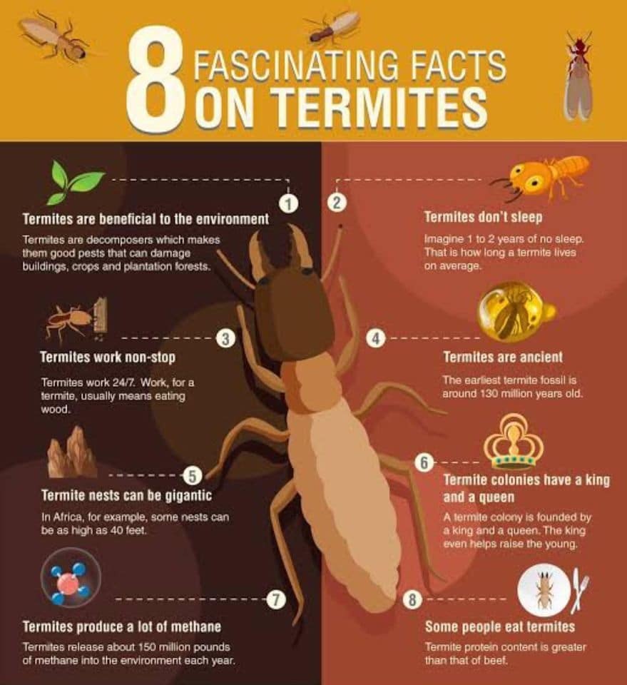facts_about_termites facts_about_termites