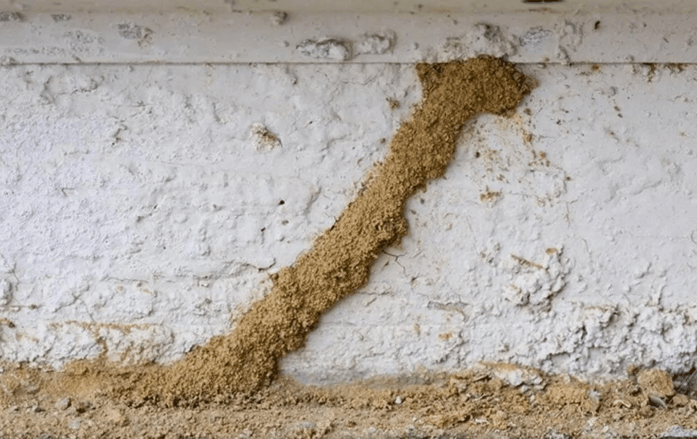 mudlines-2