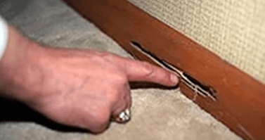 termite-treatment