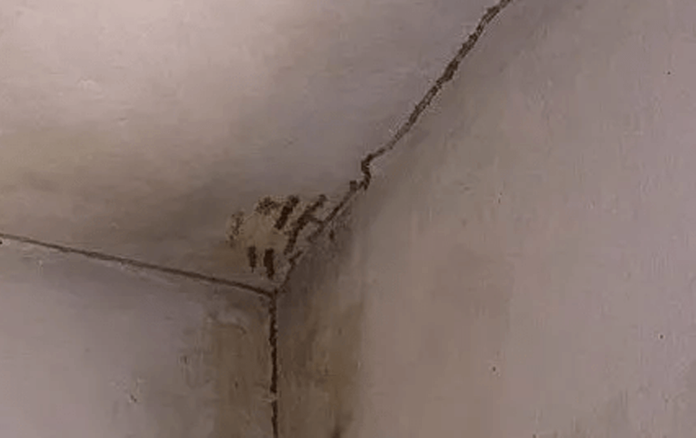 termite-tunnels-