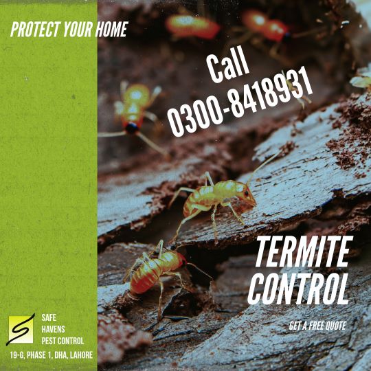 square-termite-control2 termite_control_services